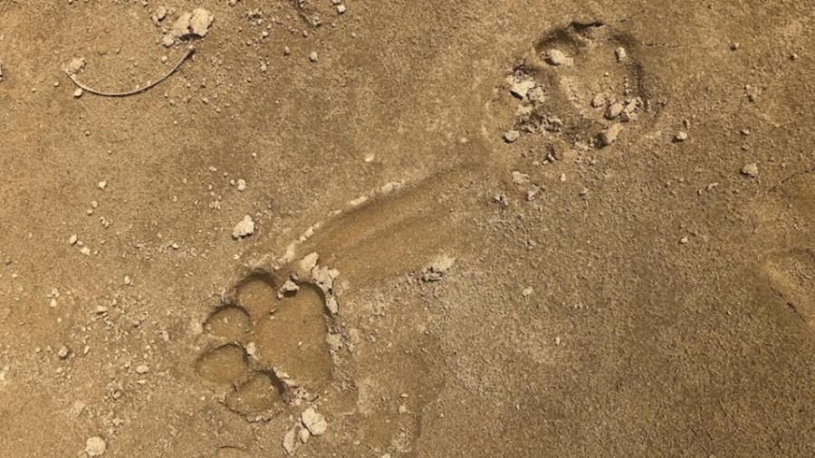 Fresh jaguar tracks were found near where the class was staying in Belize. 
